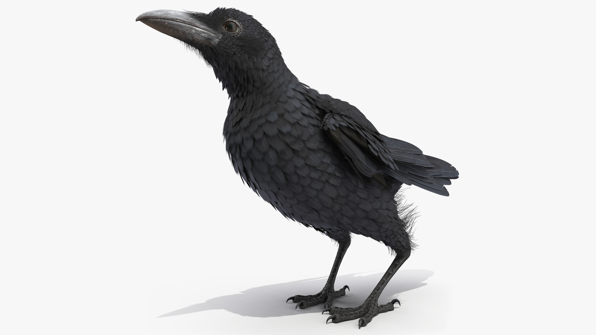 Raven Jumping Animated Rigged 3D model