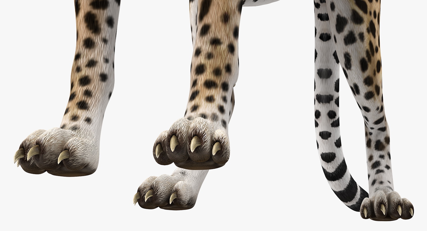 African Large Cat Cheetah Standing Pose 3D model