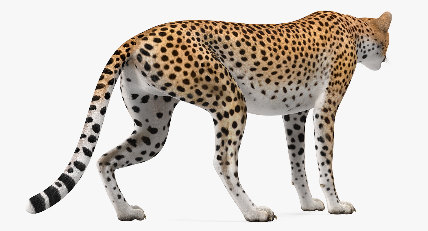 African Large Cat Cheetah Standing Pose 3D model