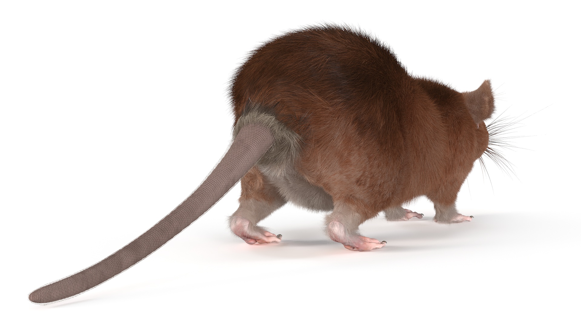 3D Common Rat Rigged Fur