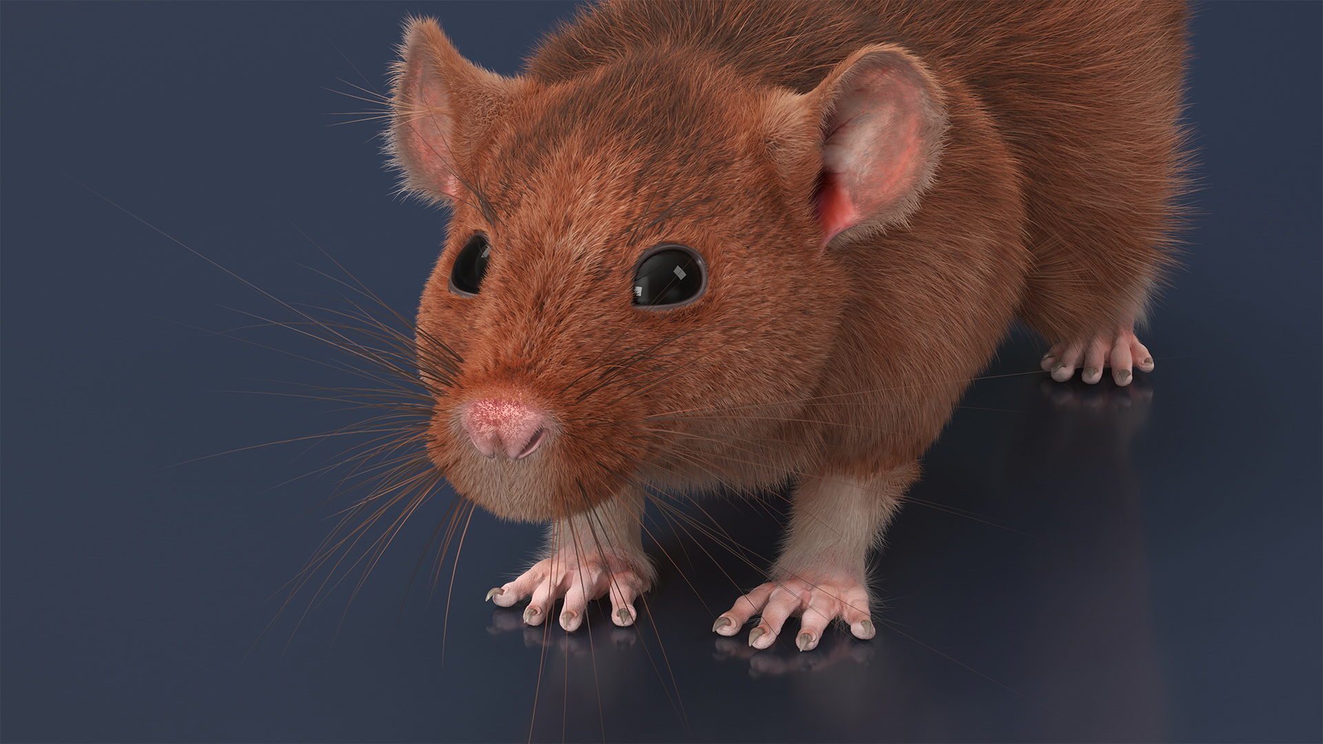 3D Common Rat Rigged Fur