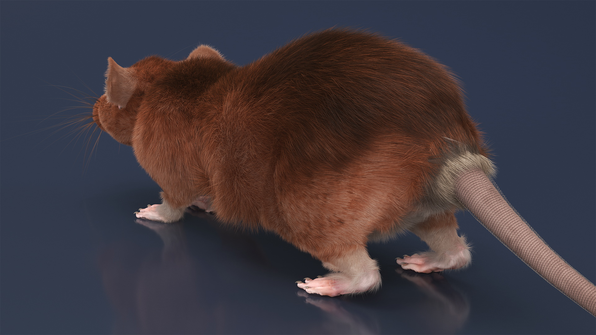 3D Common Rat Rigged Fur