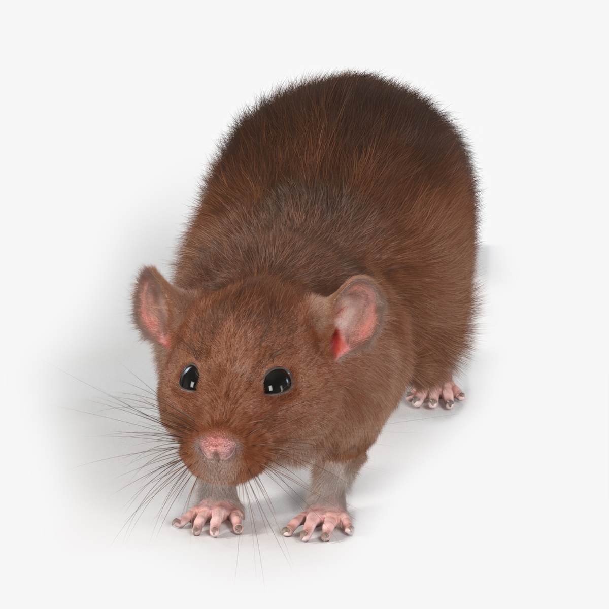 3D Common Rat Rigged Fur