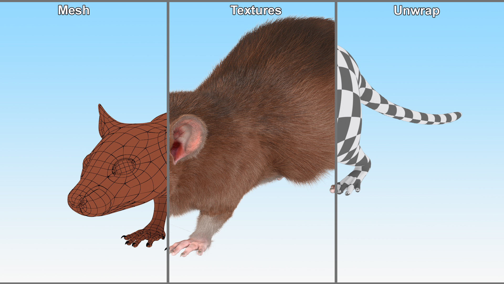 3D Common Rat Rigged Fur