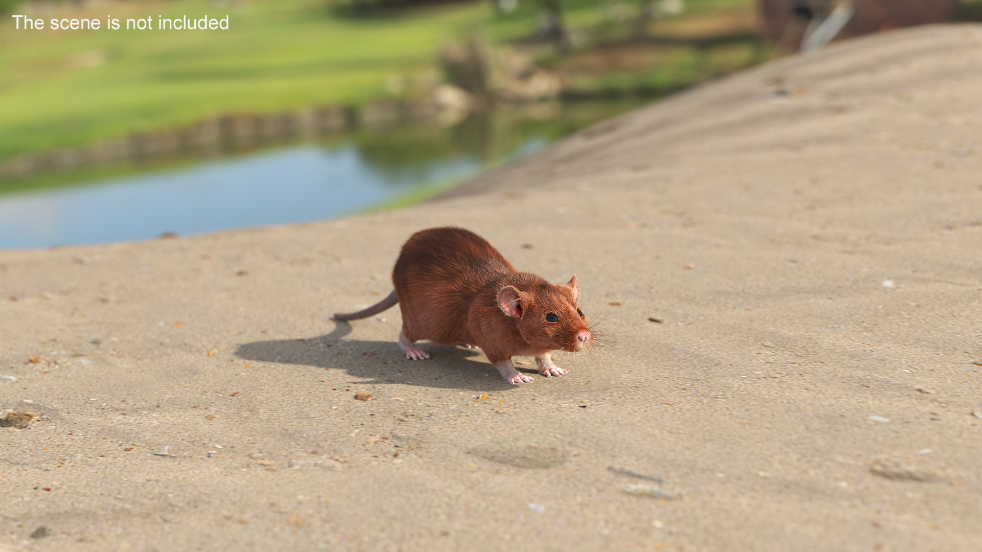 3D Common Rat Rigged Fur