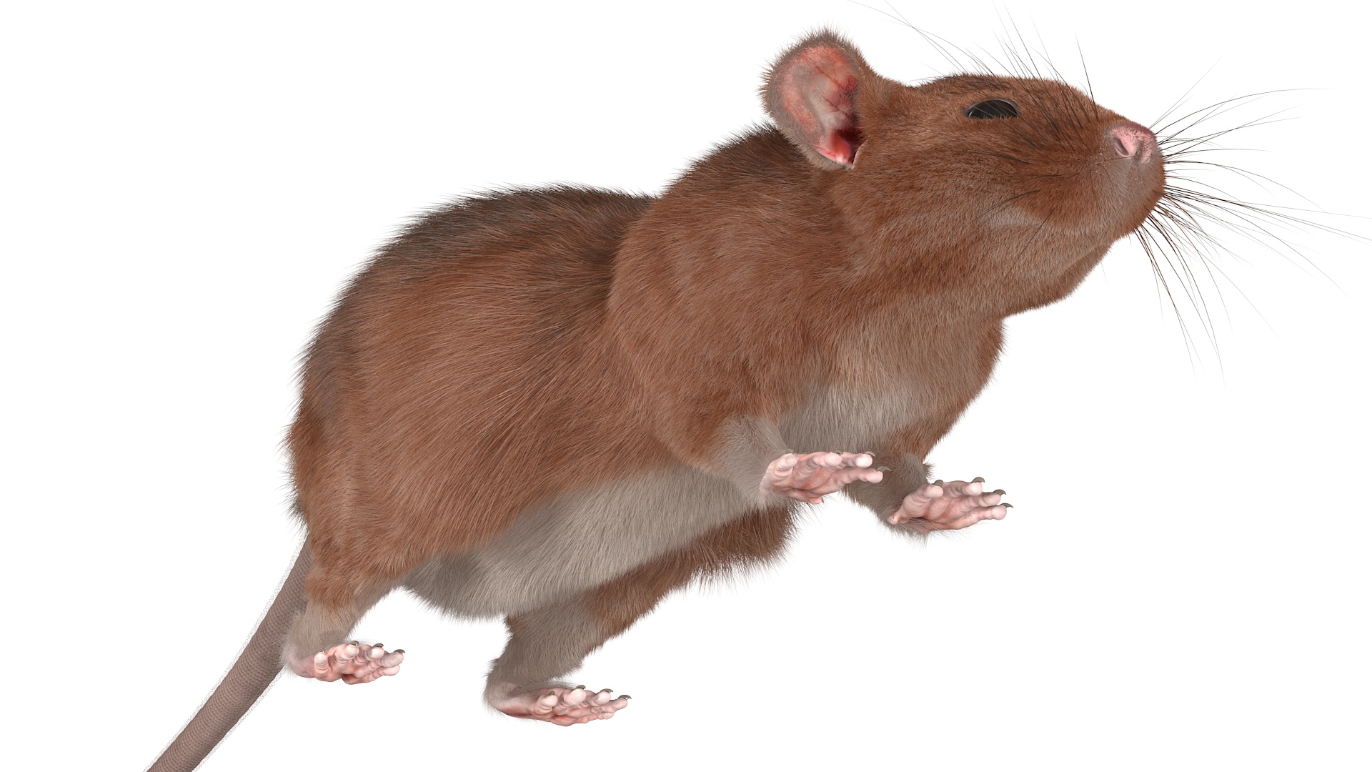 3D Common Rat Rigged Fur