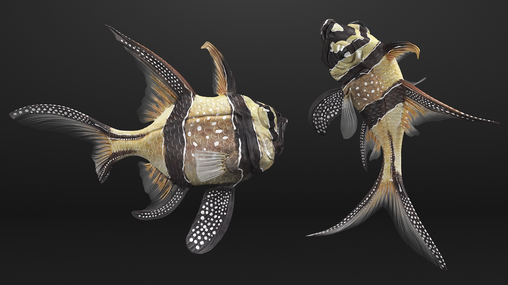 3D model Banggai Cardinalfish