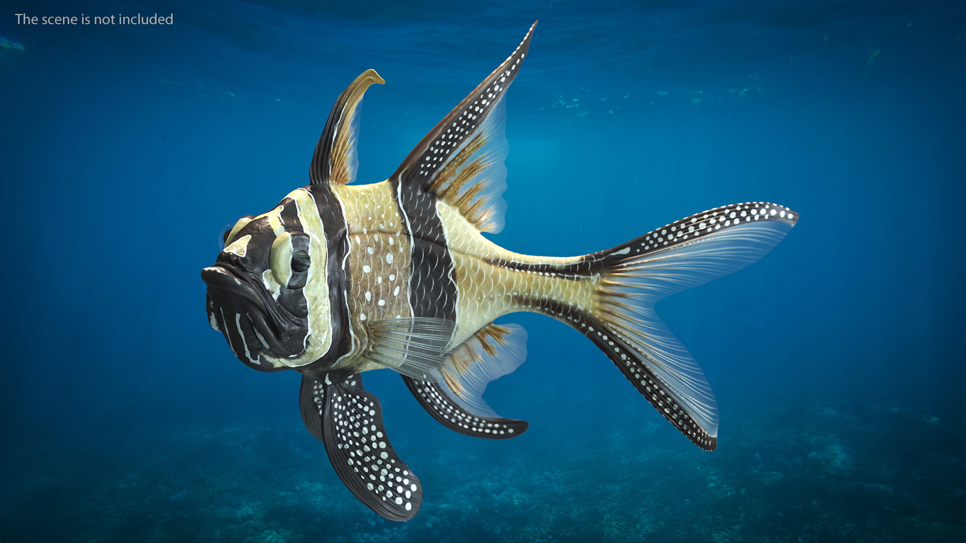 3D model Banggai Cardinalfish