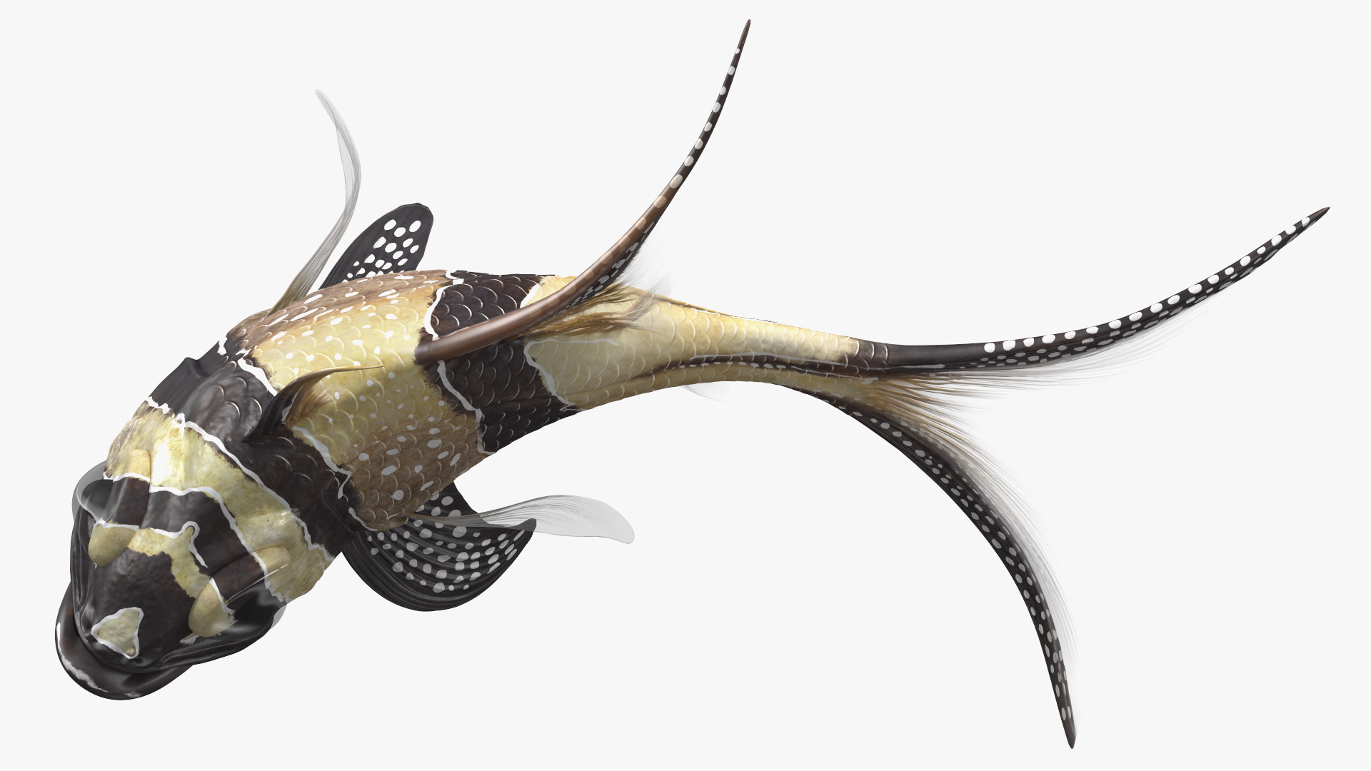 3D model Banggai Cardinalfish