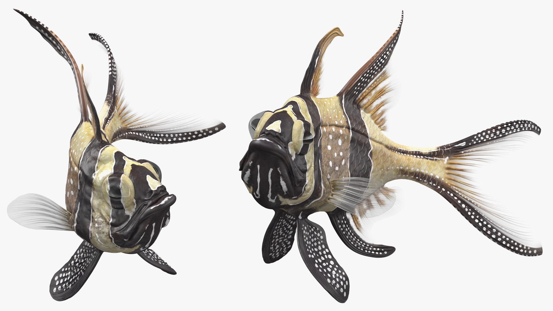 3D model Banggai Cardinalfish