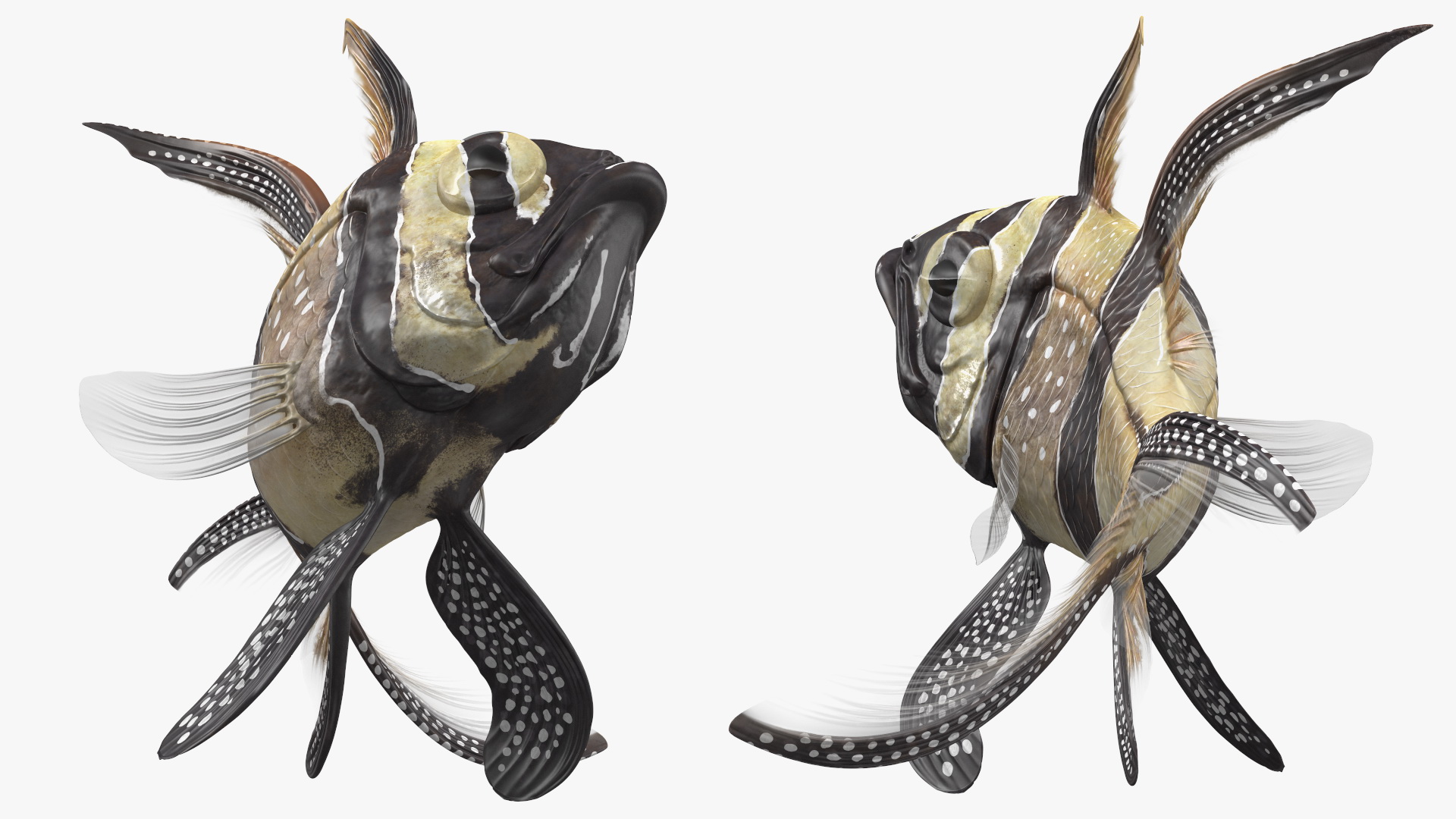 3D model Banggai Cardinalfish