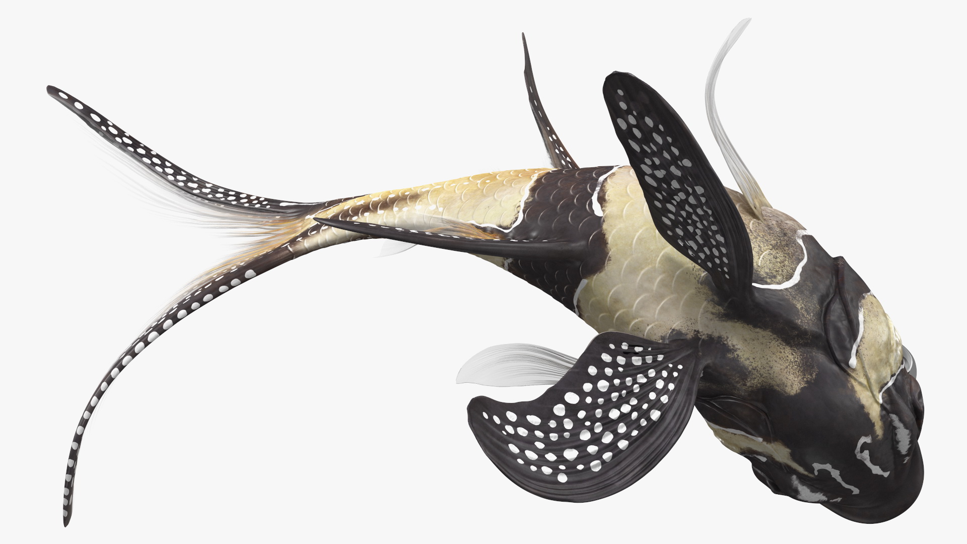 3D model Banggai Cardinalfish