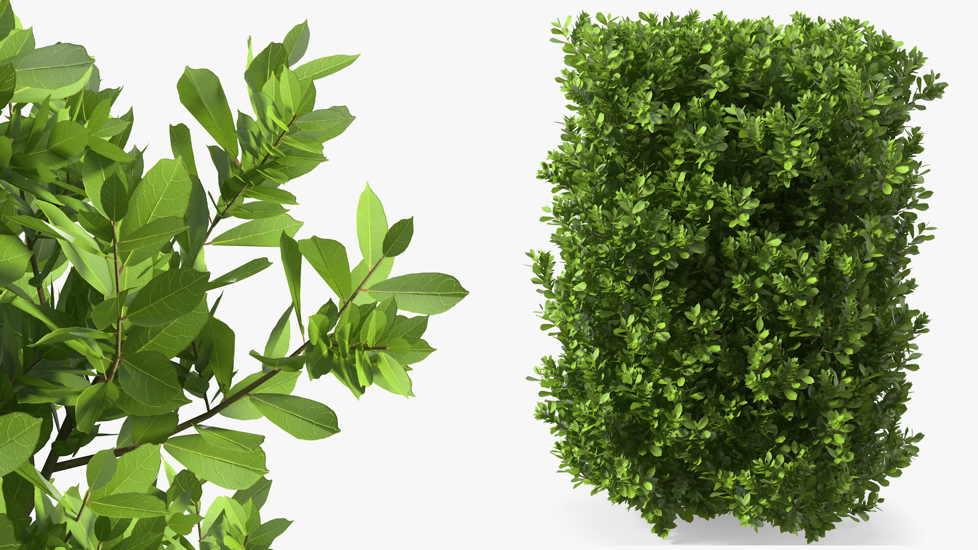 Laurus Nobilis Bush 3D model