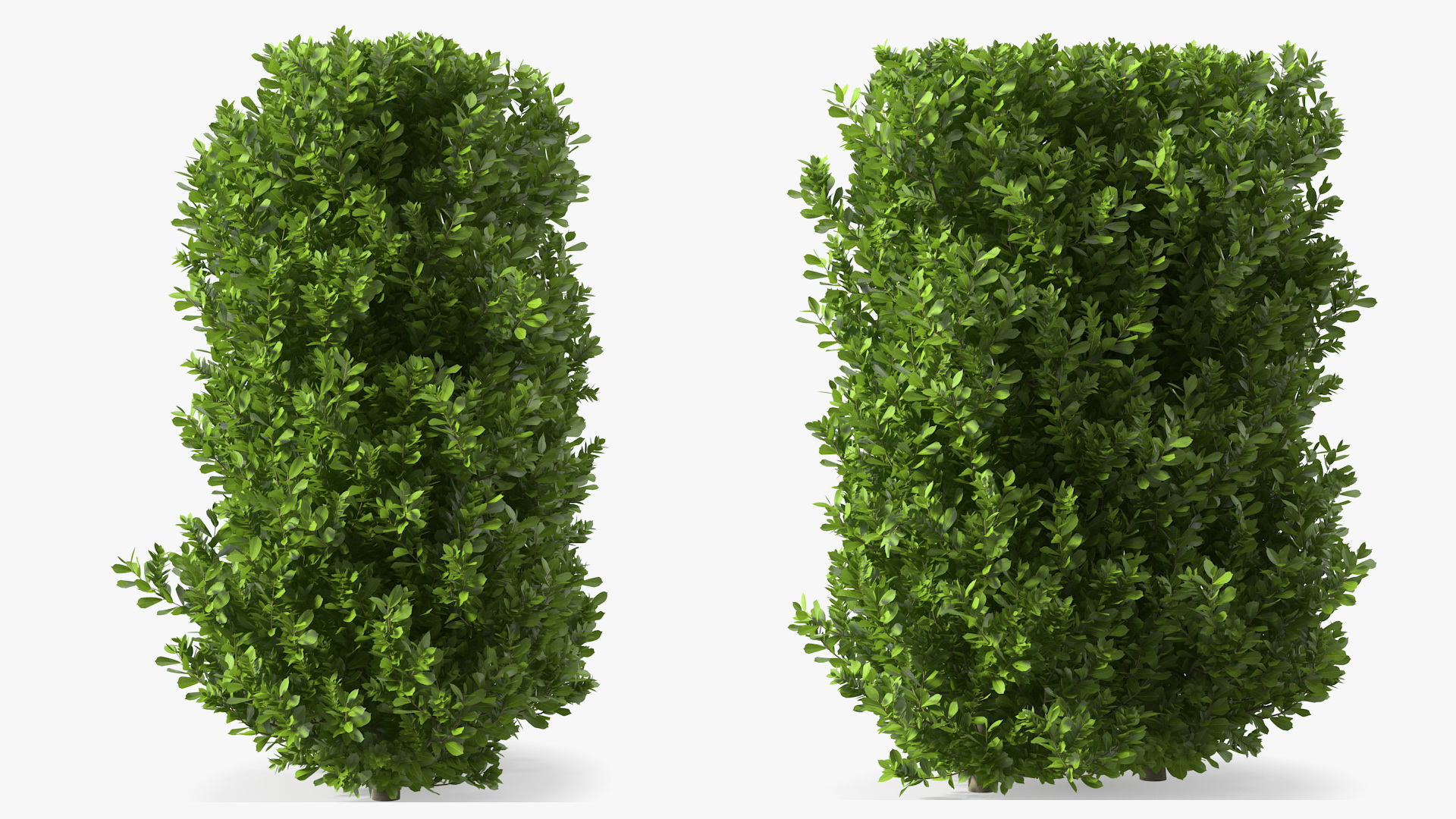 Laurus Nobilis Bush 3D model