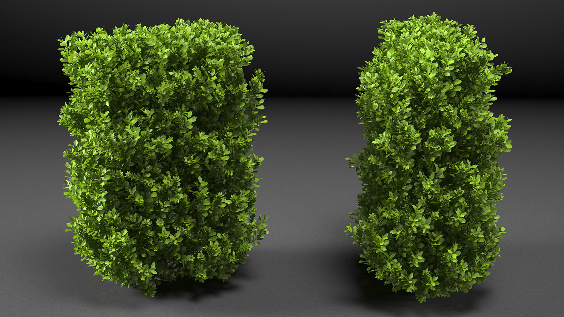 Laurus Nobilis Bush 3D model