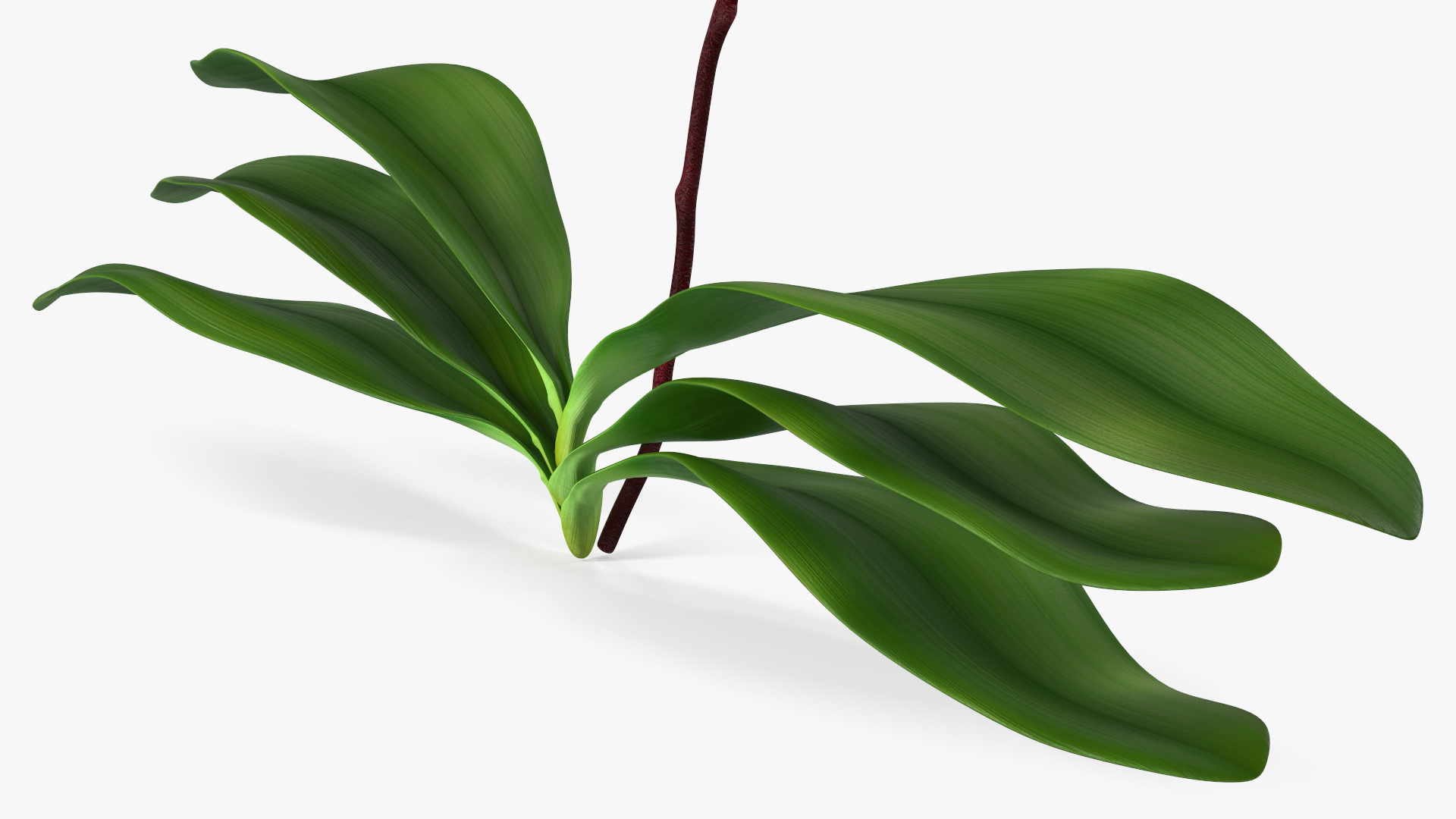 3D model Phalaenopsis Orchid Plant