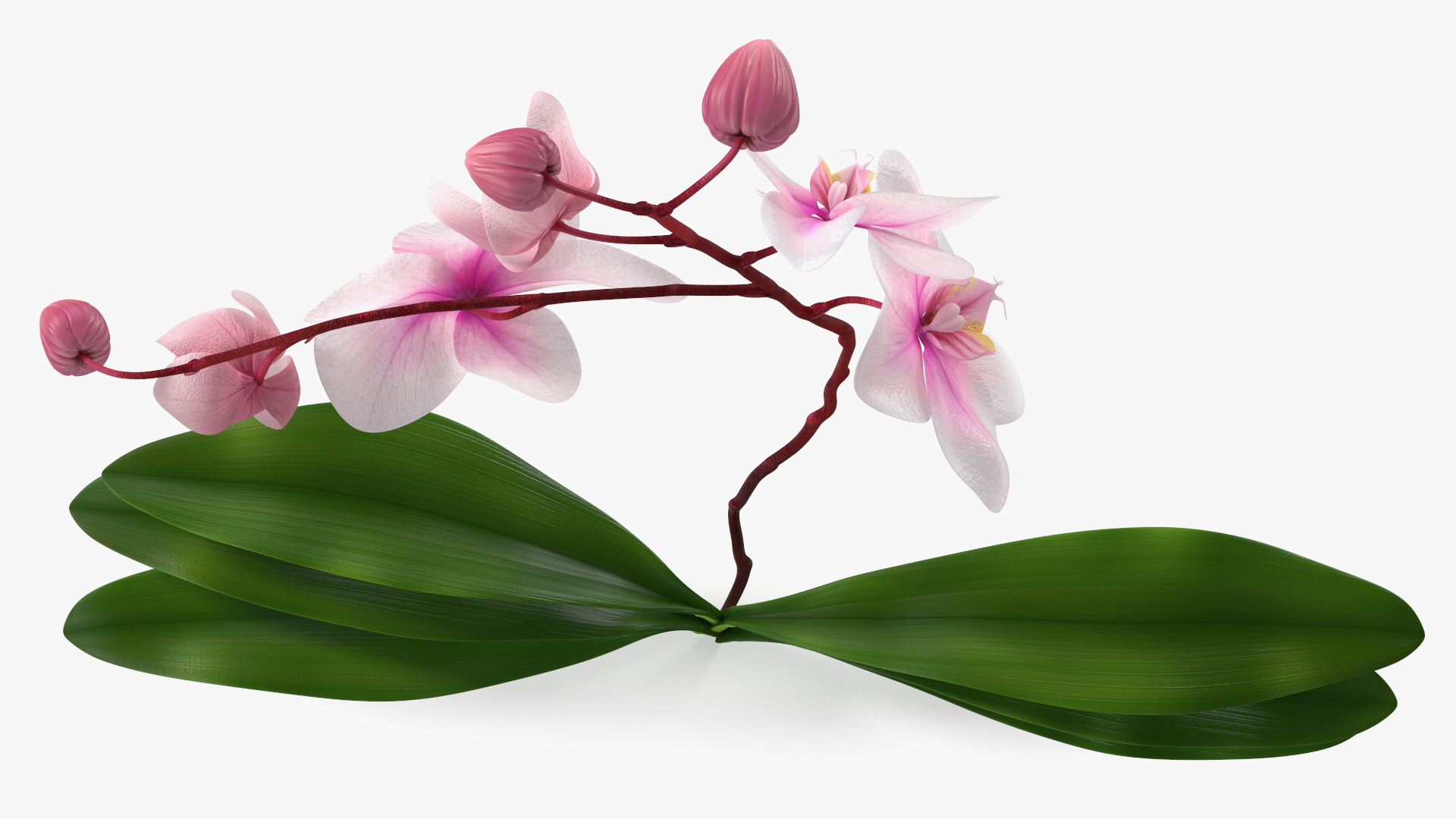 3D model Phalaenopsis Orchid Plant