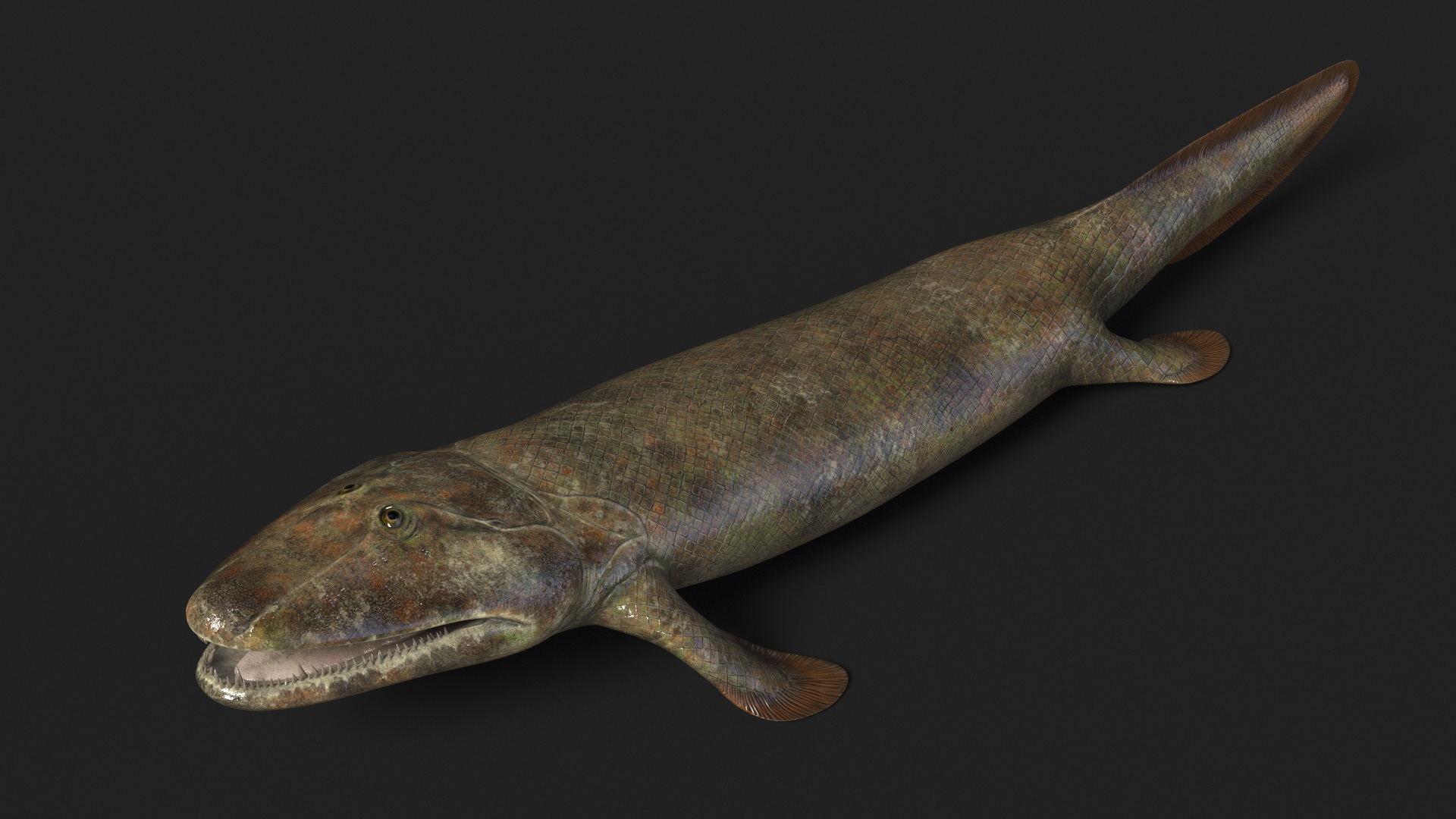 Tiktaalik Extinct Sarcopterygian 3D