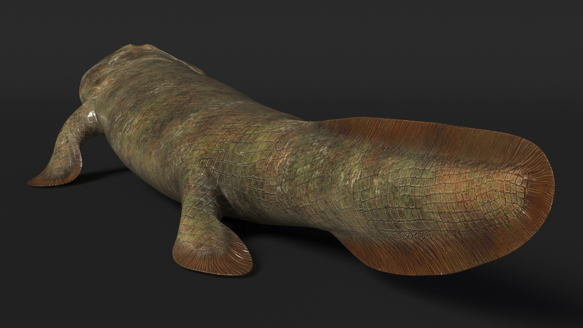 Tiktaalik Extinct Sarcopterygian 3D