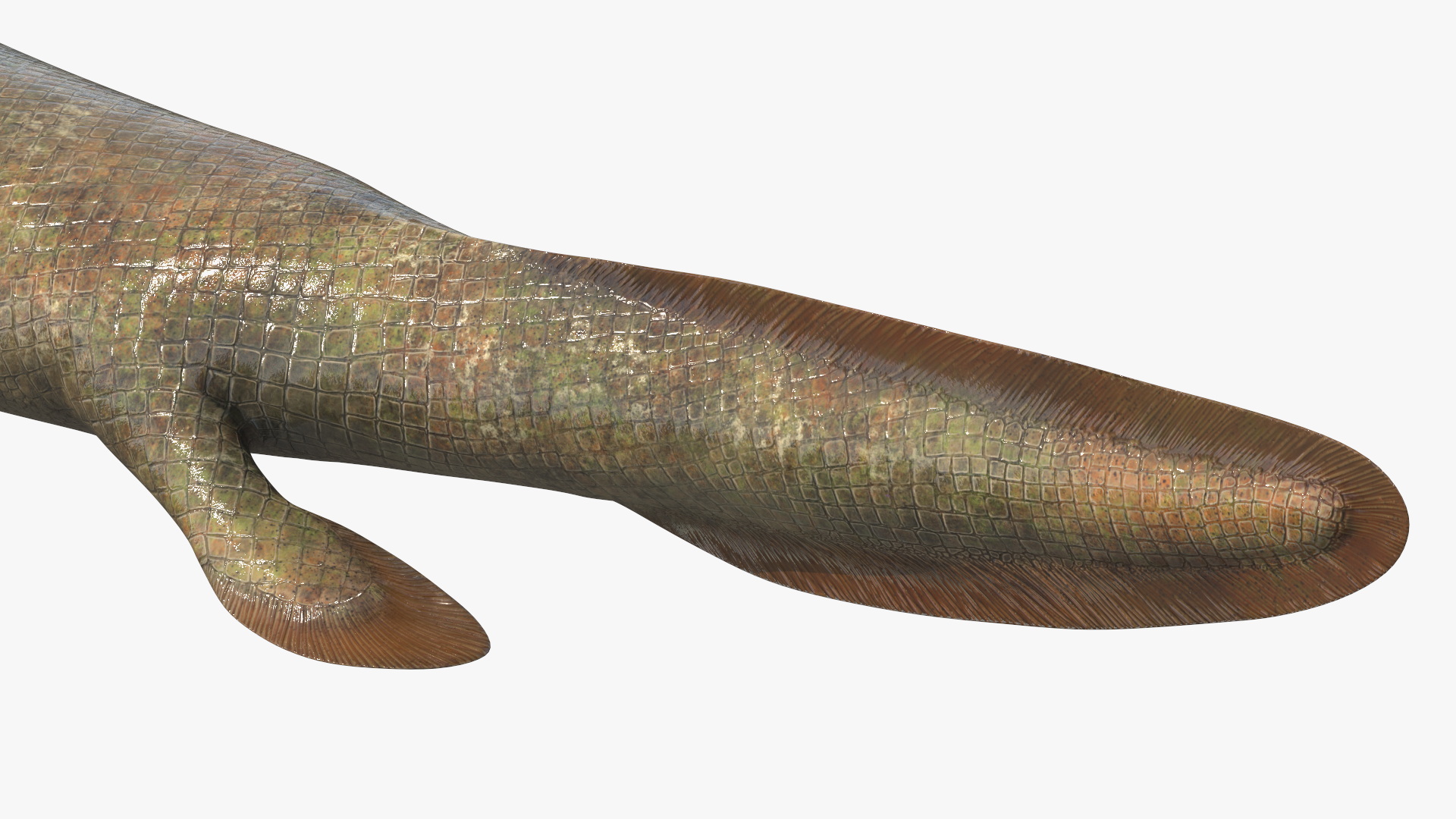 Tiktaalik Extinct Sarcopterygian 3D