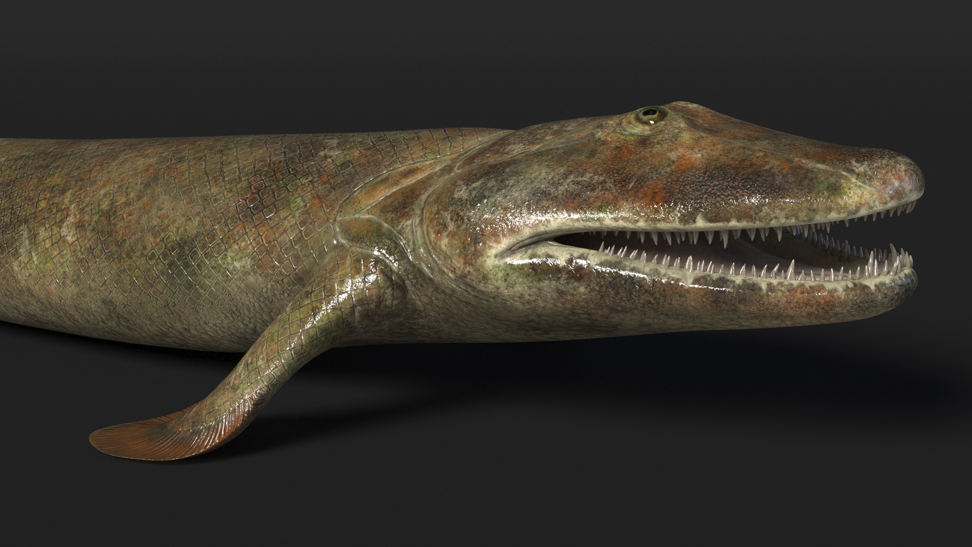 Tiktaalik Extinct Sarcopterygian 3D