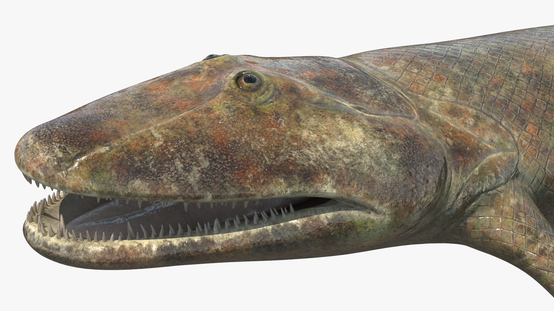 Tiktaalik Extinct Sarcopterygian 3D