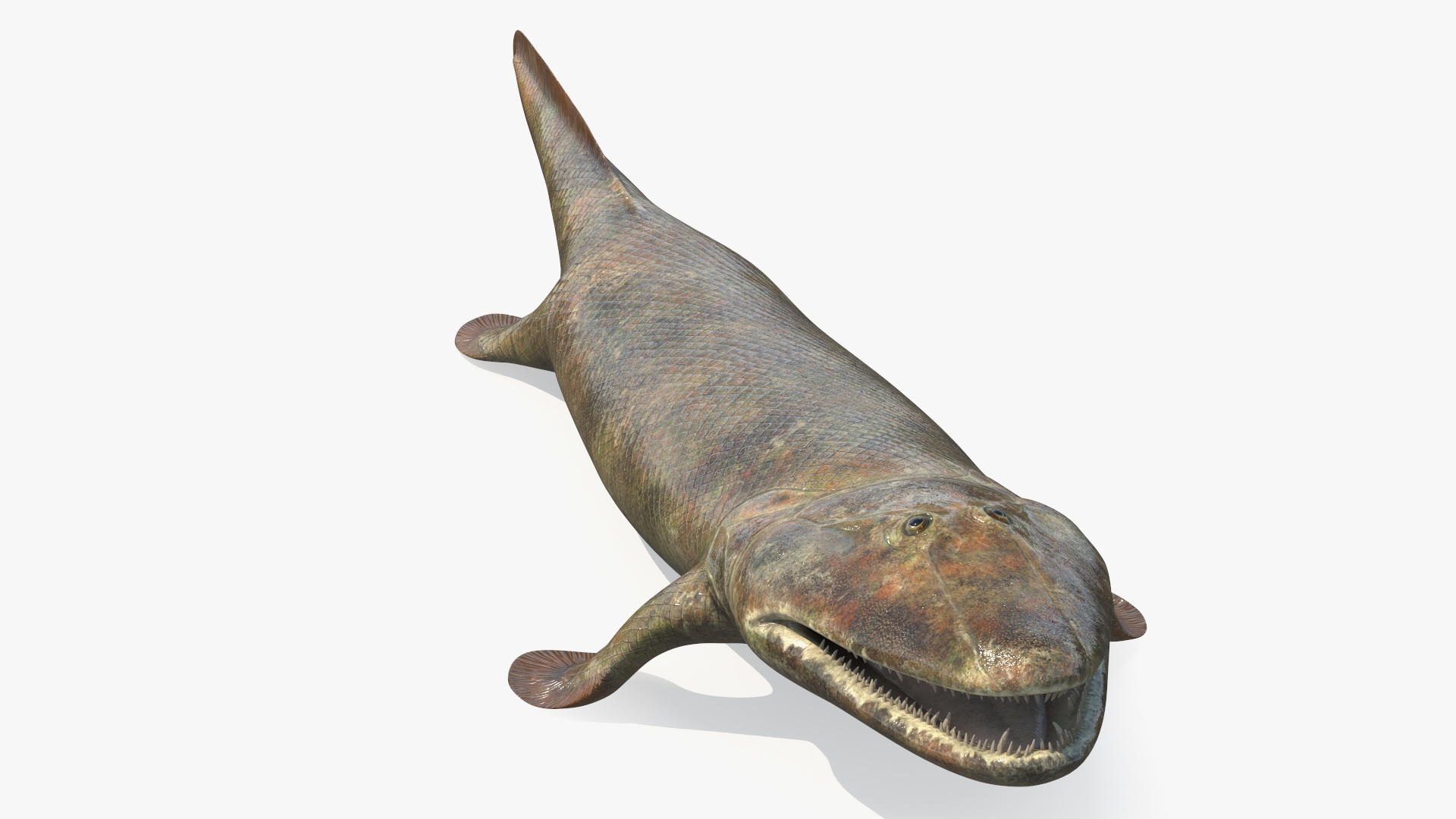 Tiktaalik Extinct Sarcopterygian 3D