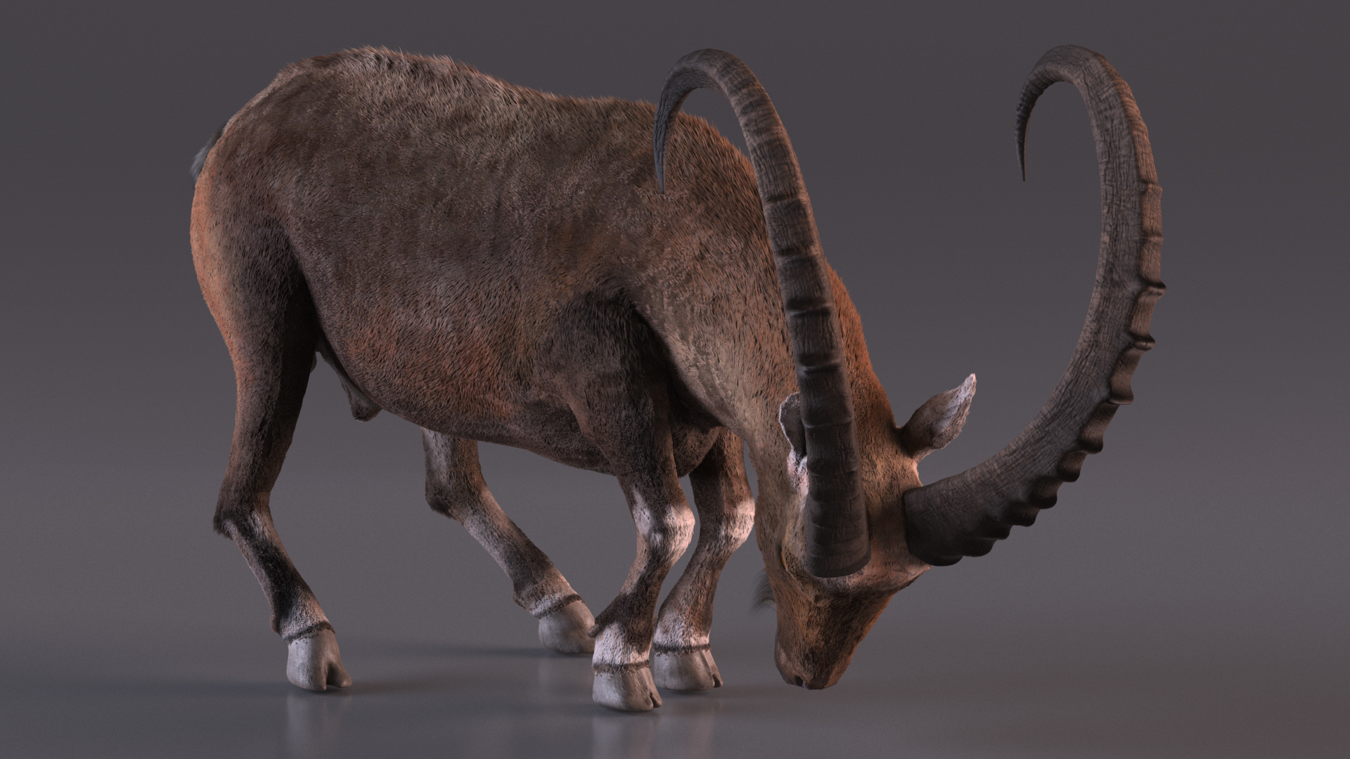 Alpine Ibex Fur Rigged 3D