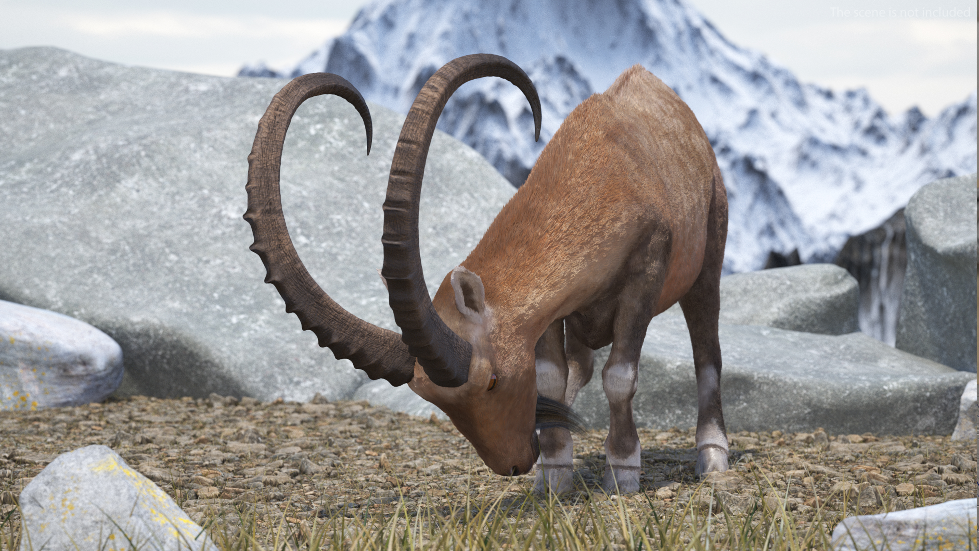 Alpine Ibex Fur Rigged 3D