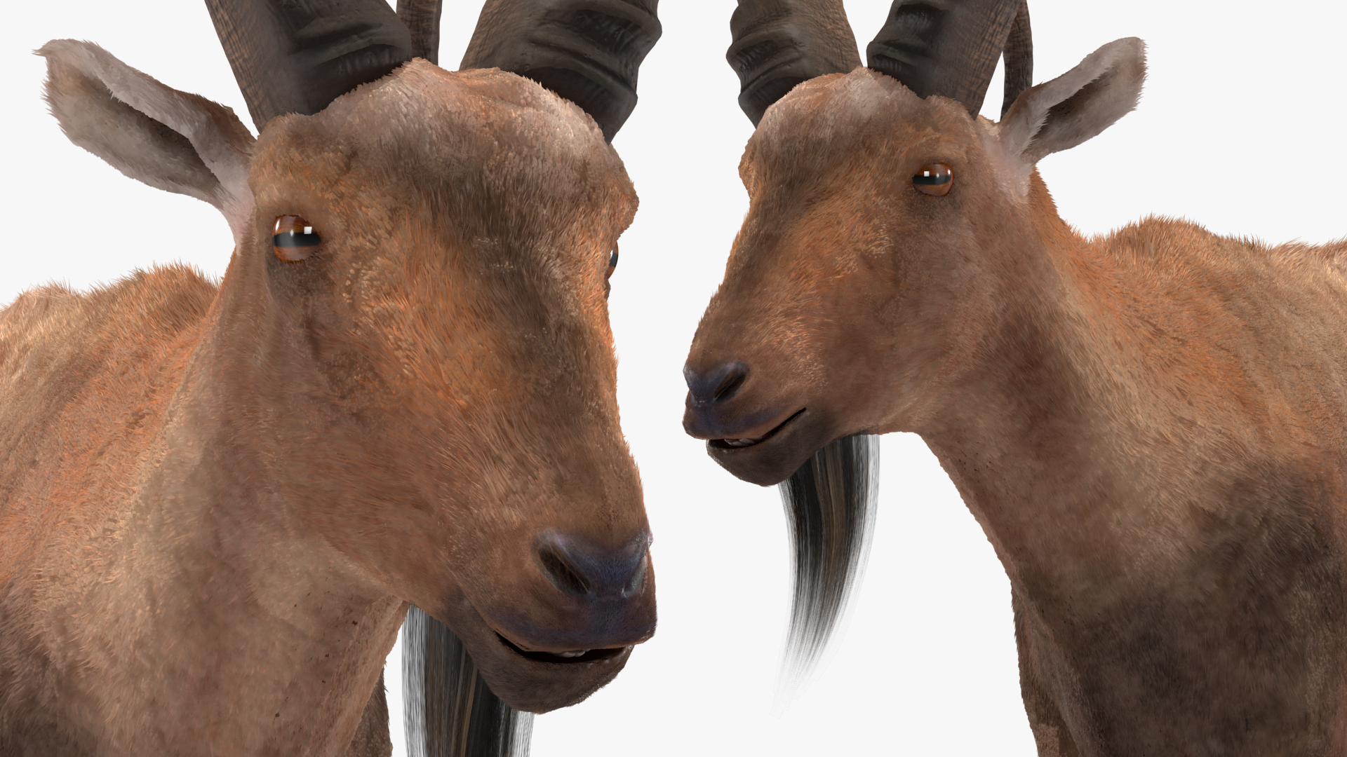 Alpine Ibex Fur Rigged 3D