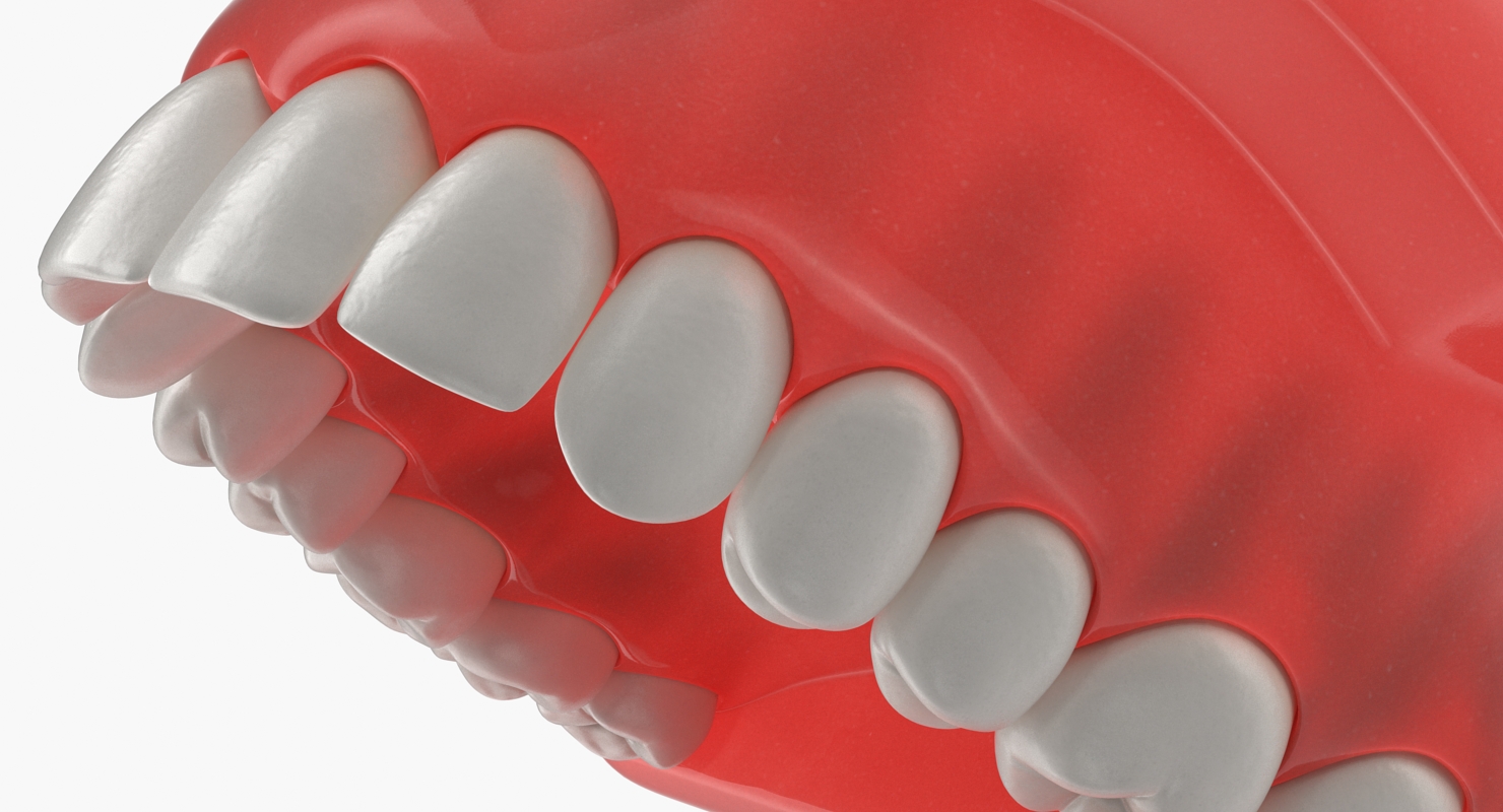 3D model Typodont Teeth Model