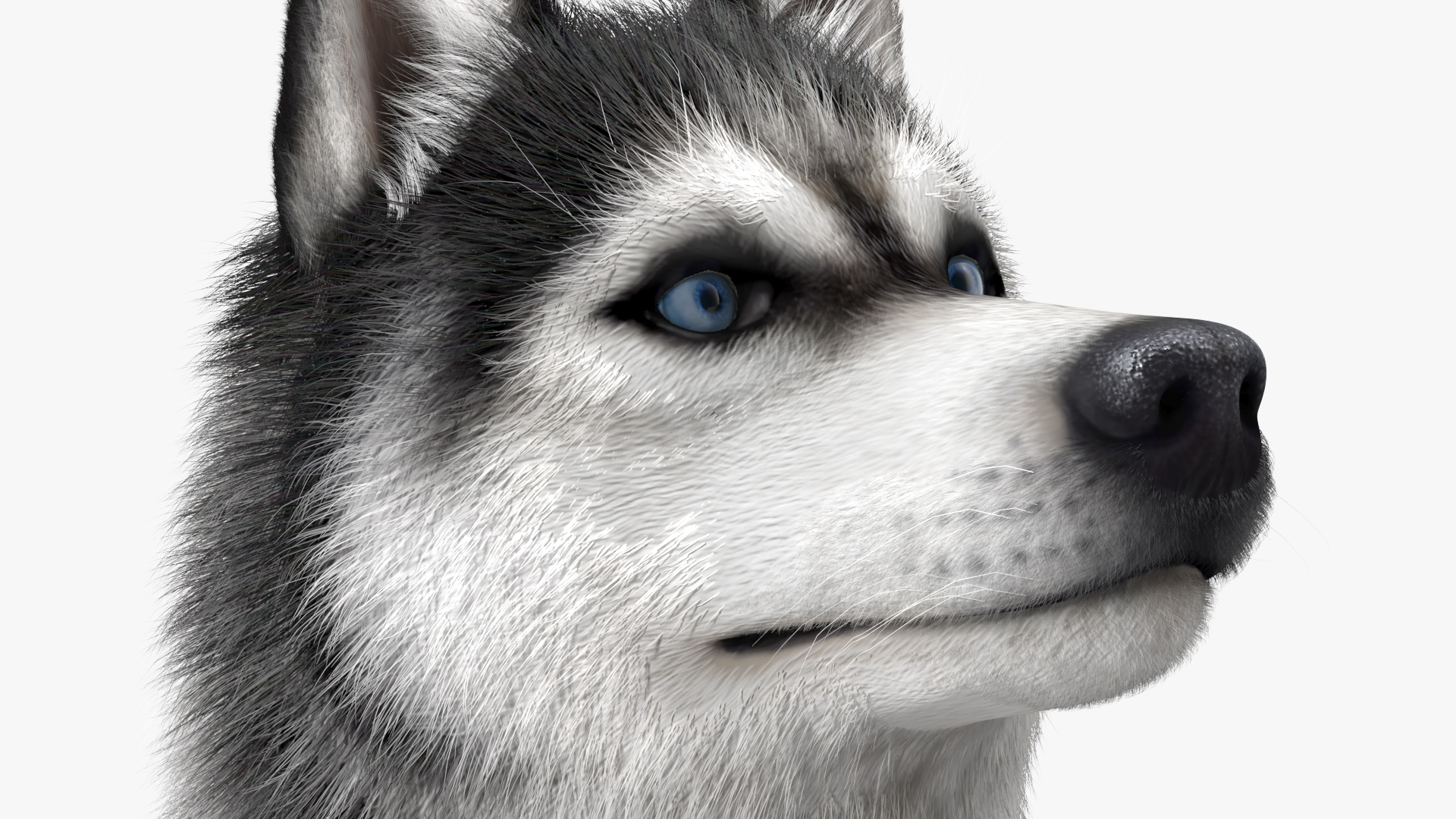 Sitting Husky Dog Black and White Fur 3D