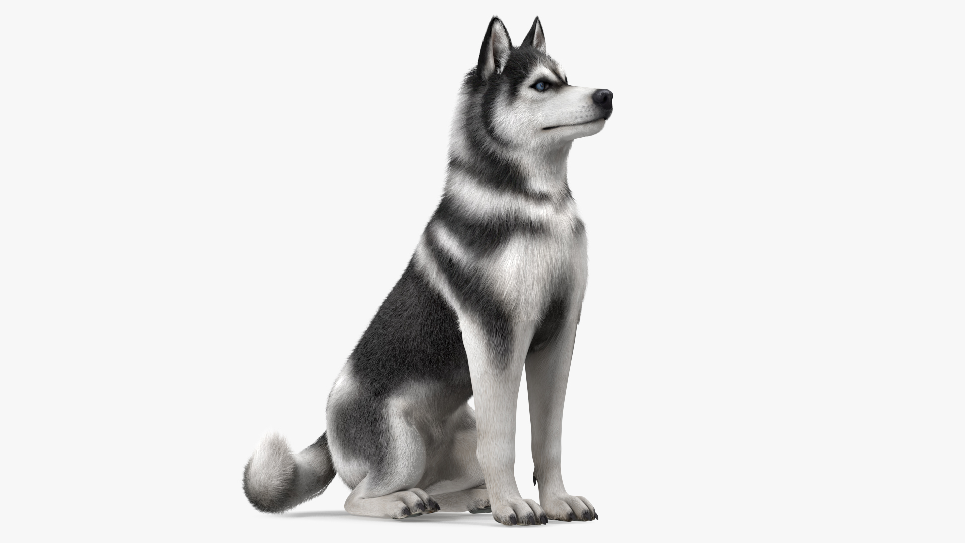 Sitting Husky Dog Black and White Fur 3D