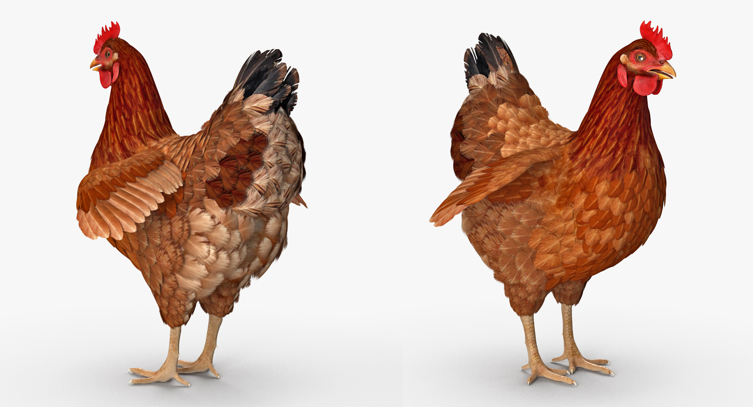 3D Brown Chicken model