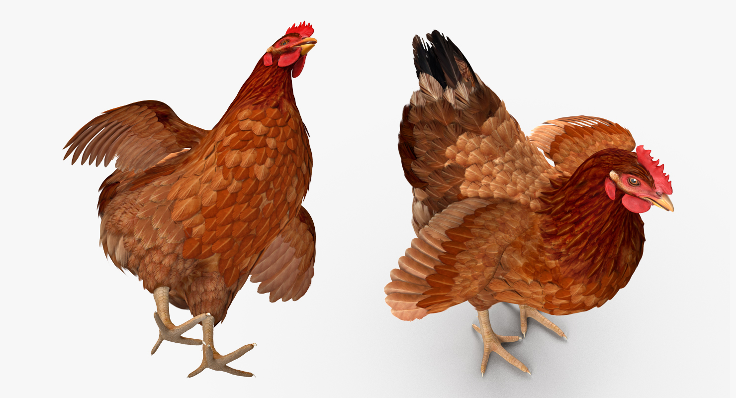 3D Brown Chicken model