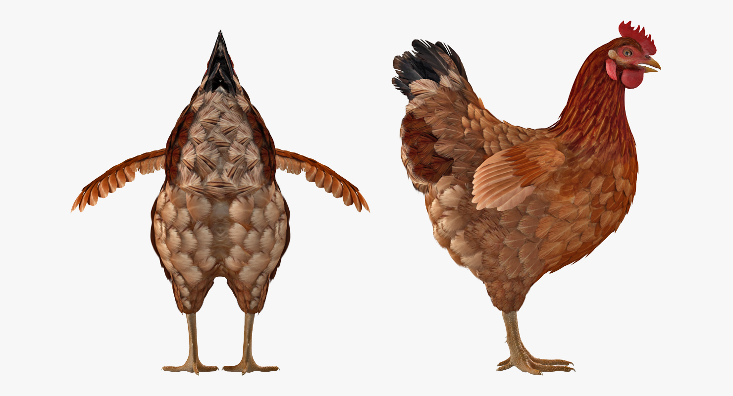 3D Brown Chicken model