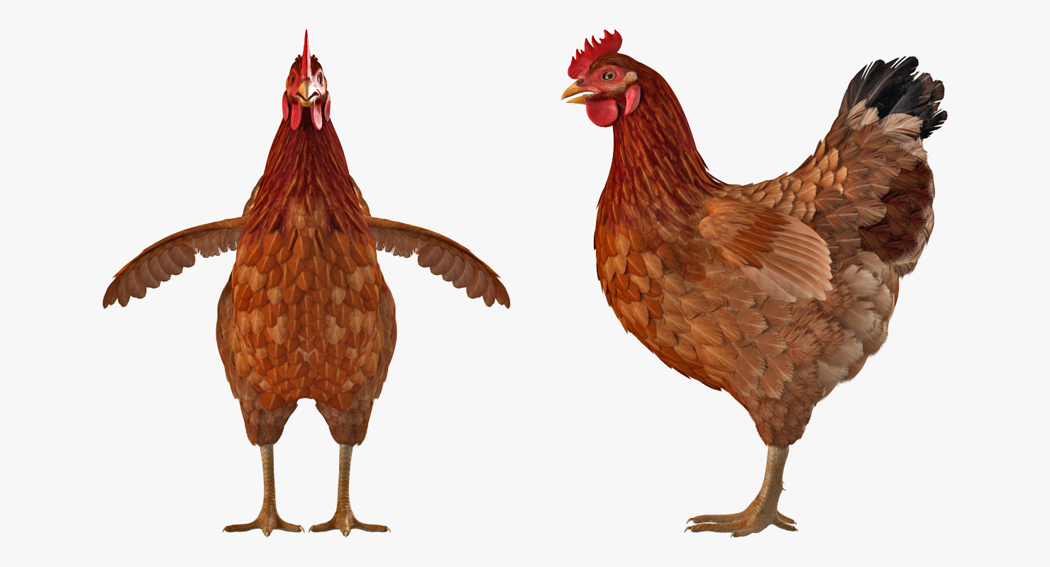 3D Brown Chicken model