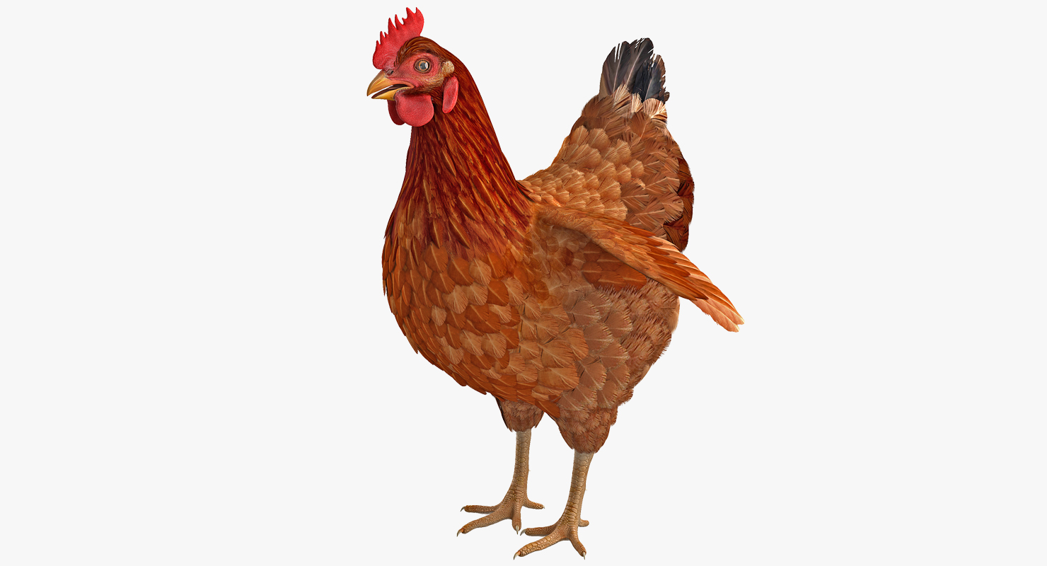 3D Brown Chicken model