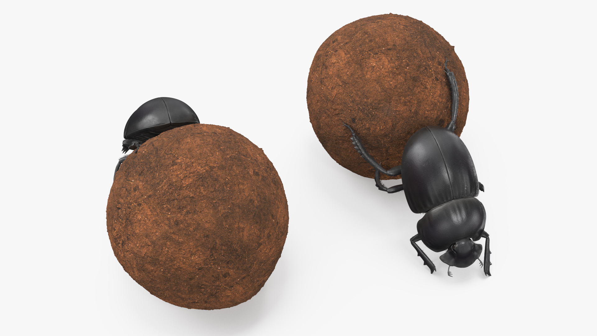 Mud Beetle Pushing Sphere Fur 3D model