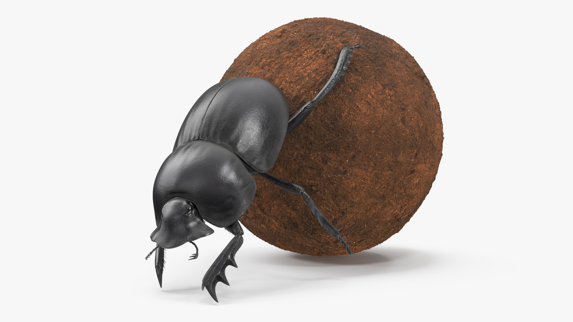 Mud Beetle Pushing Sphere Fur 3D model