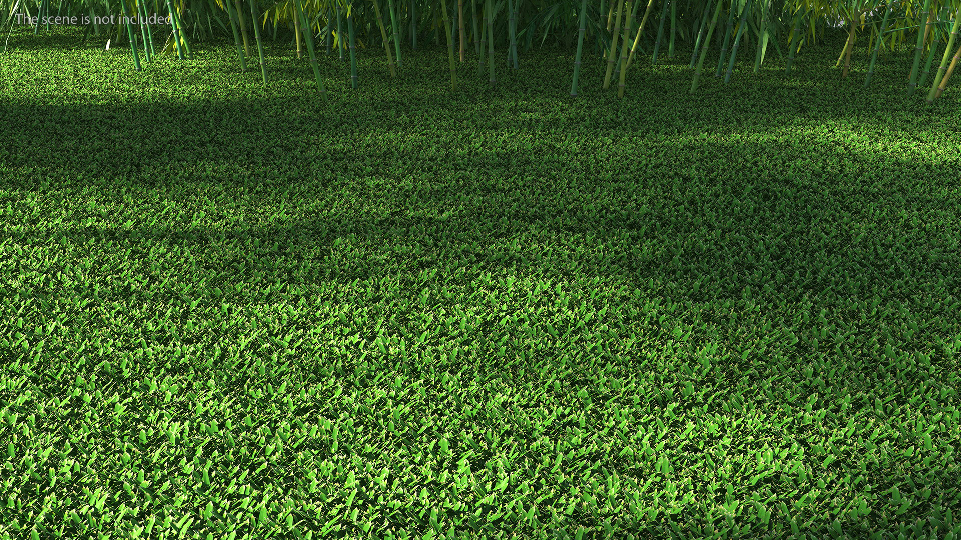 3D St Augustine Grass Lawn model