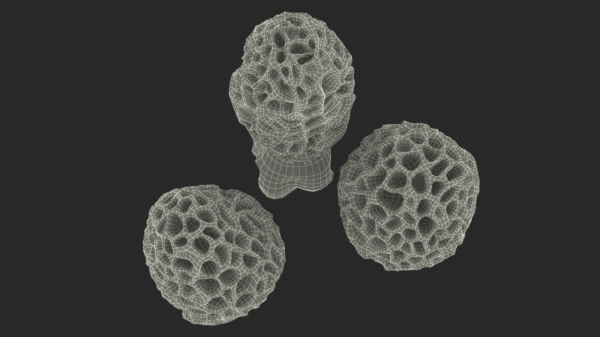 3D model Morel Mushrooms