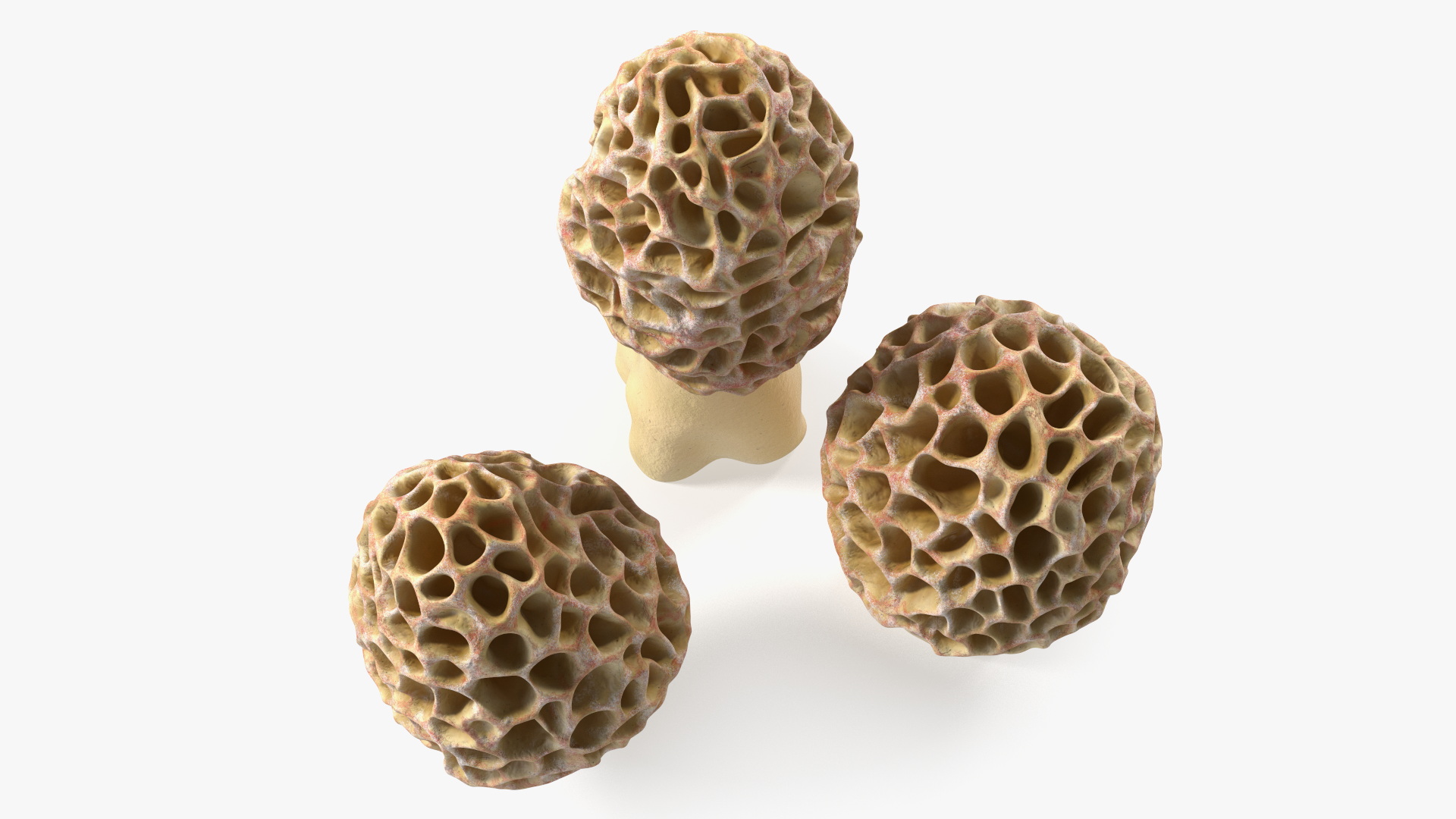 3D model Morel Mushrooms