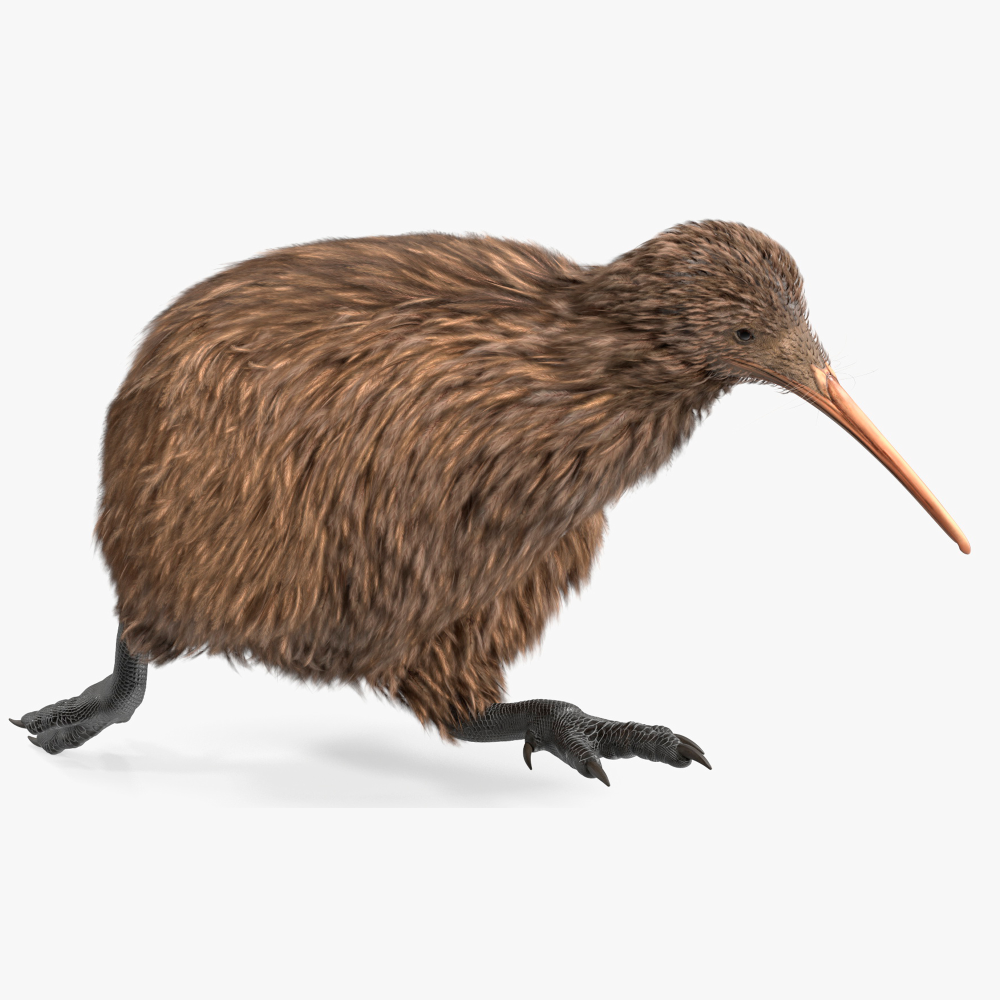 3D model Kiwi Bird Rigged for Maya