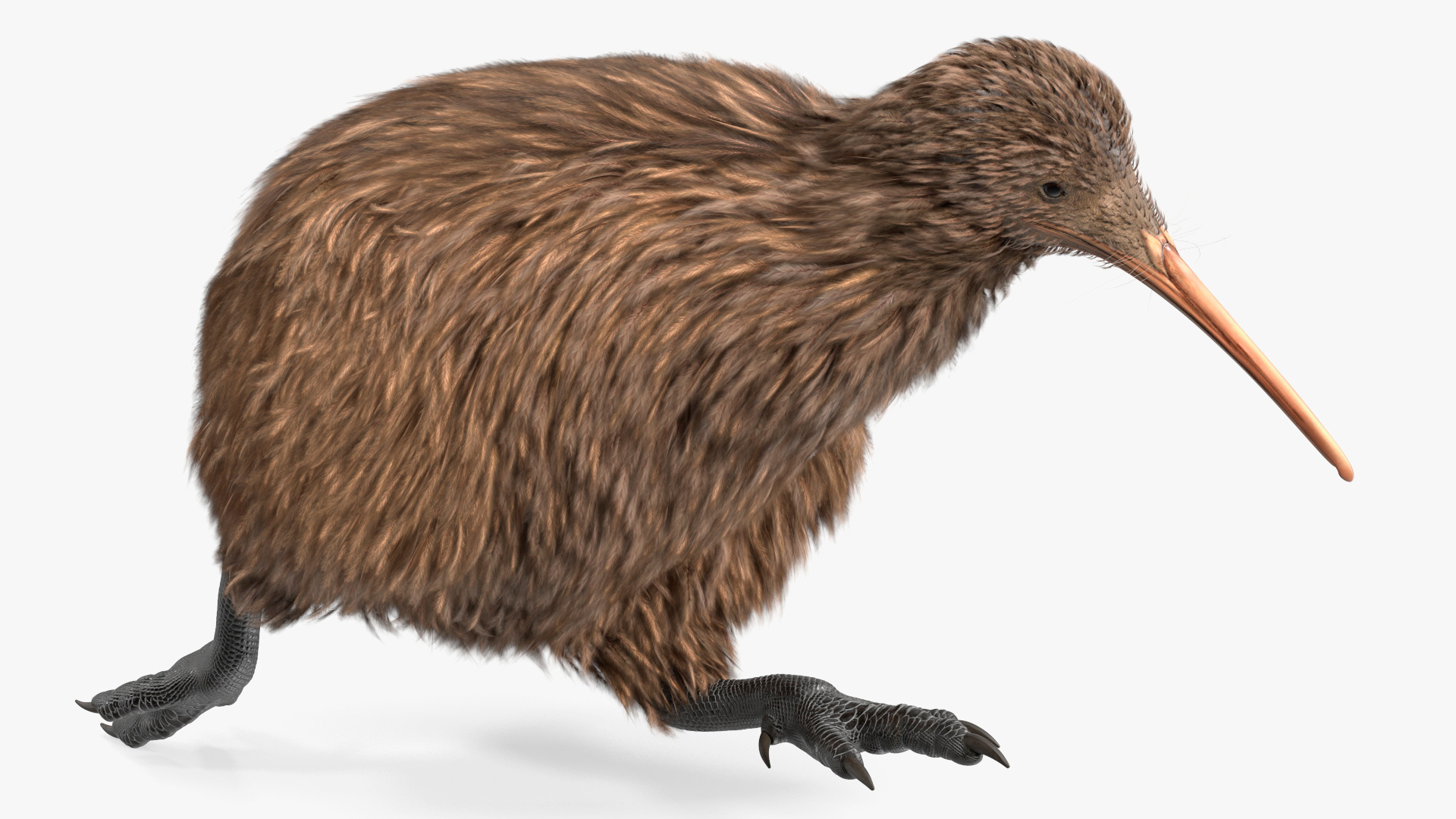 3D model Kiwi Bird Rigged for Maya