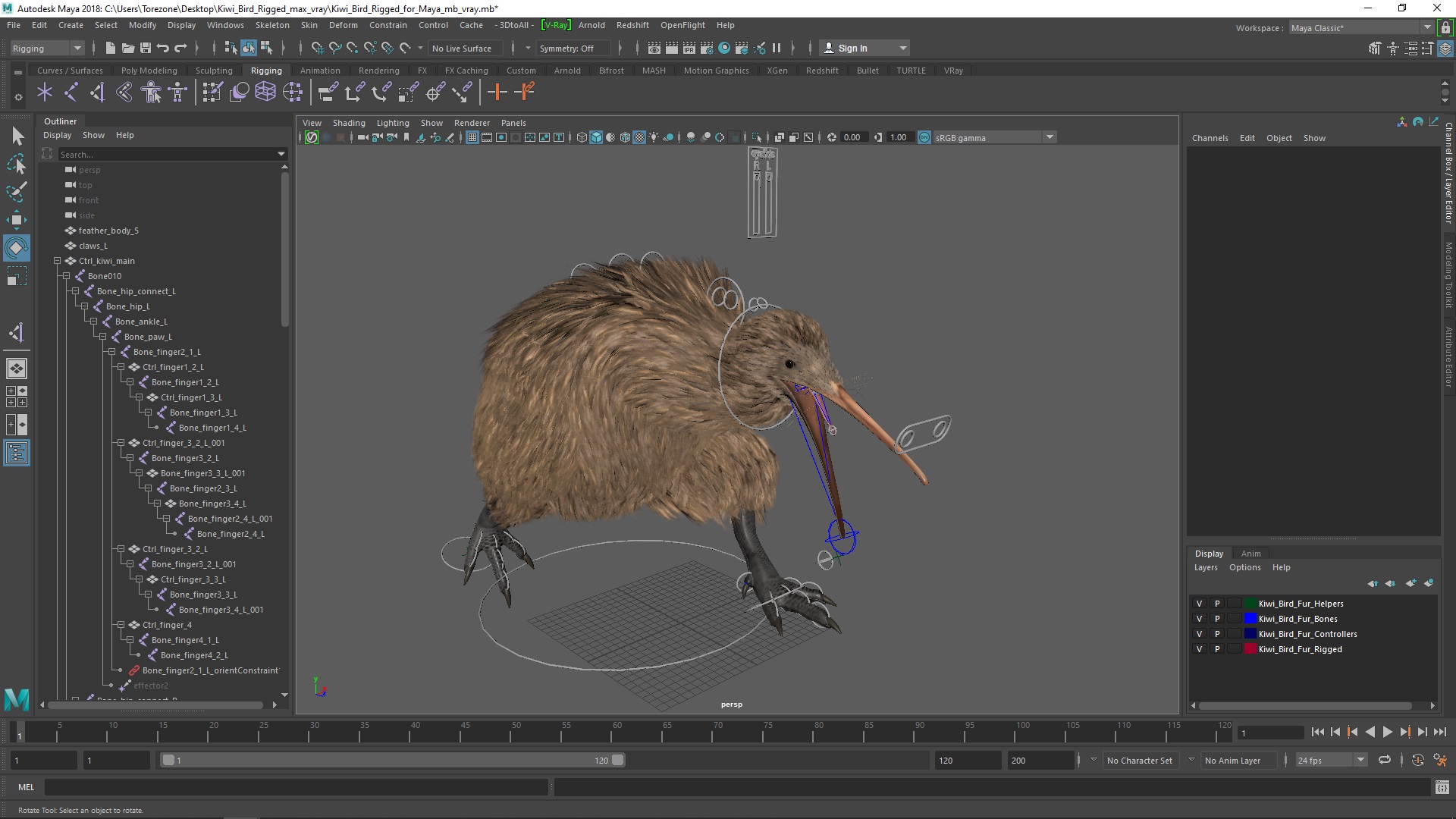 3D model Kiwi Bird Rigged for Maya