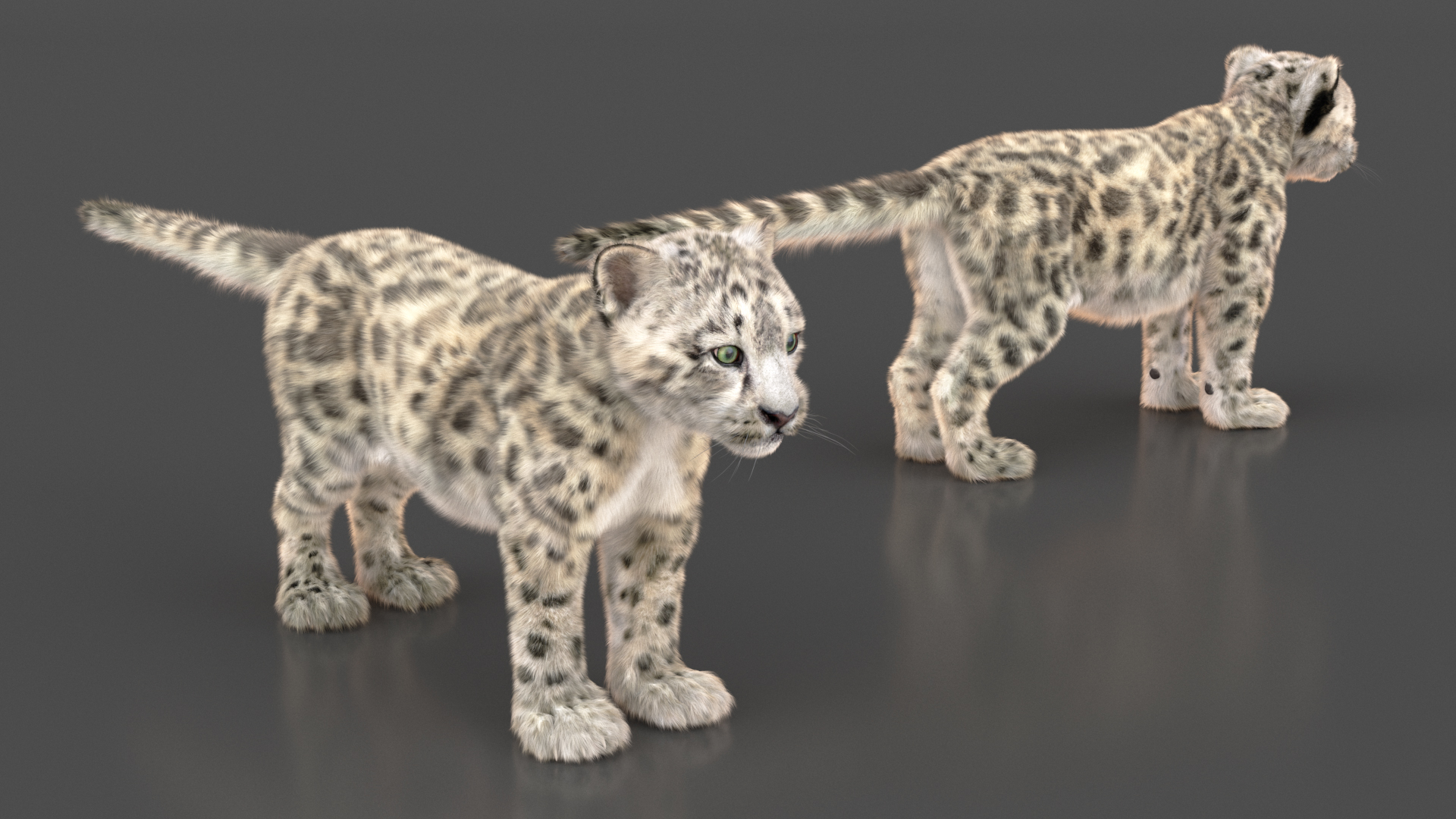 3D model Snow Leopard Cub Fur