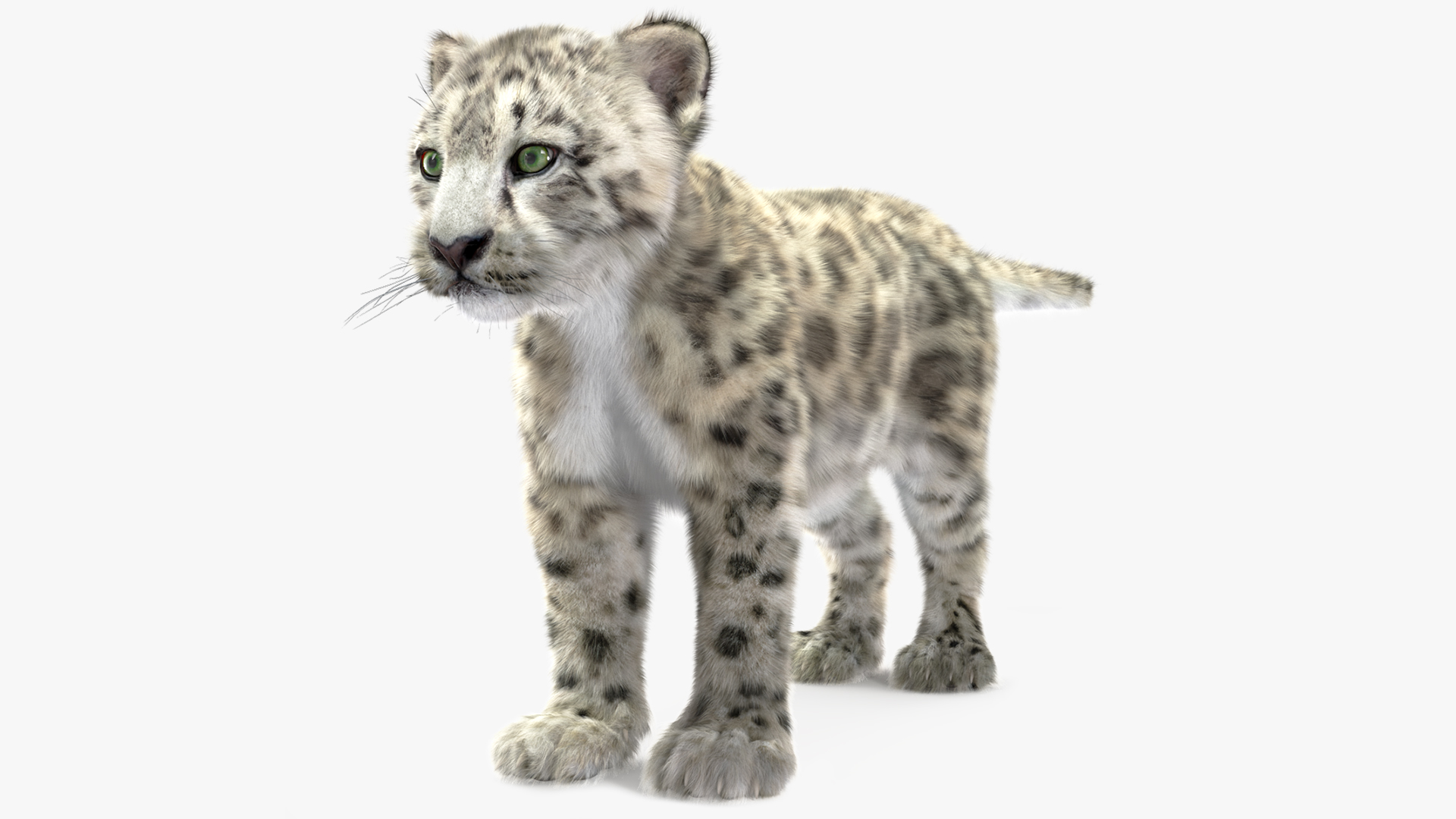 3D model Snow Leopard Cub Fur