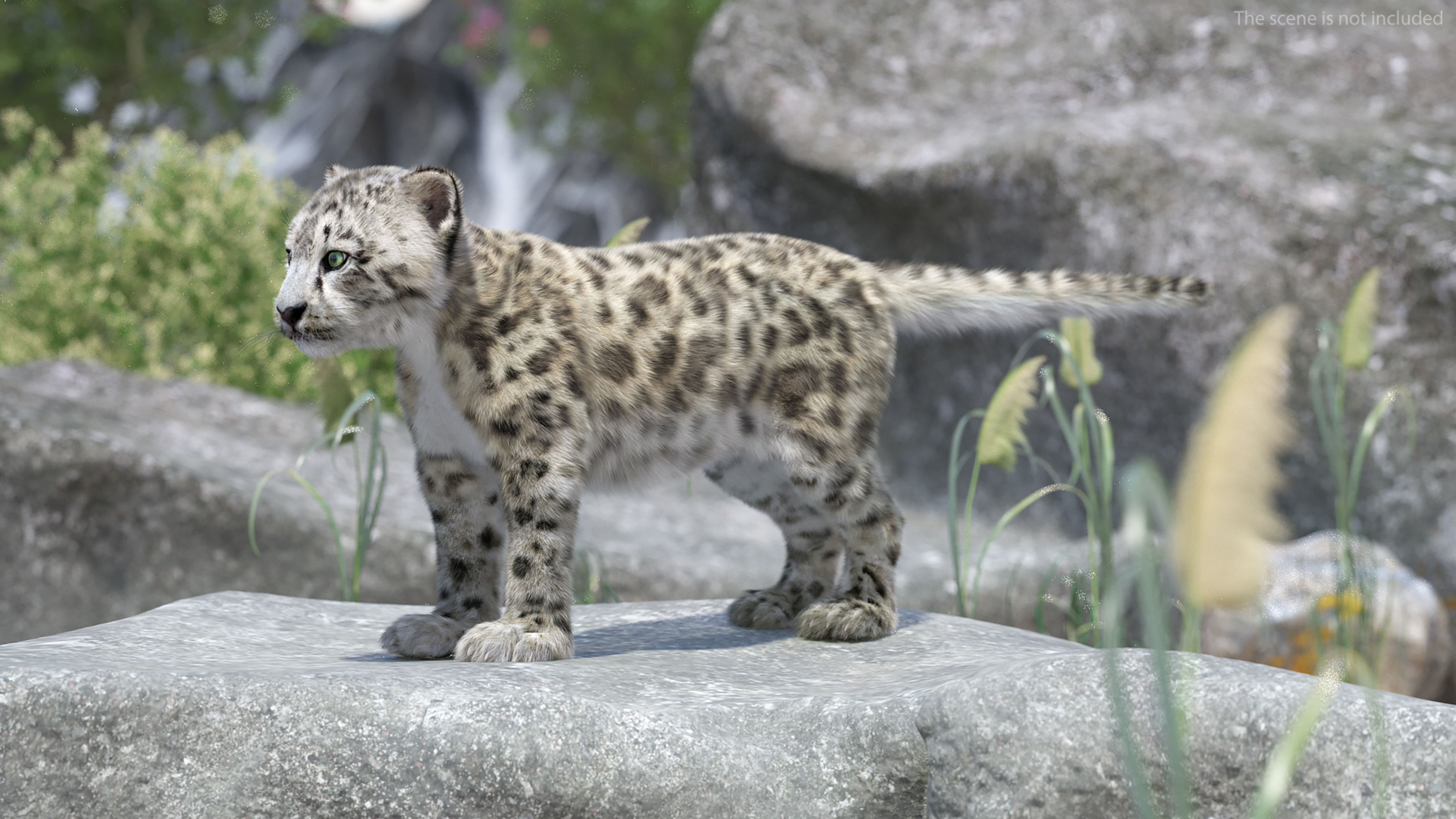 3D model Snow Leopard Cub Fur