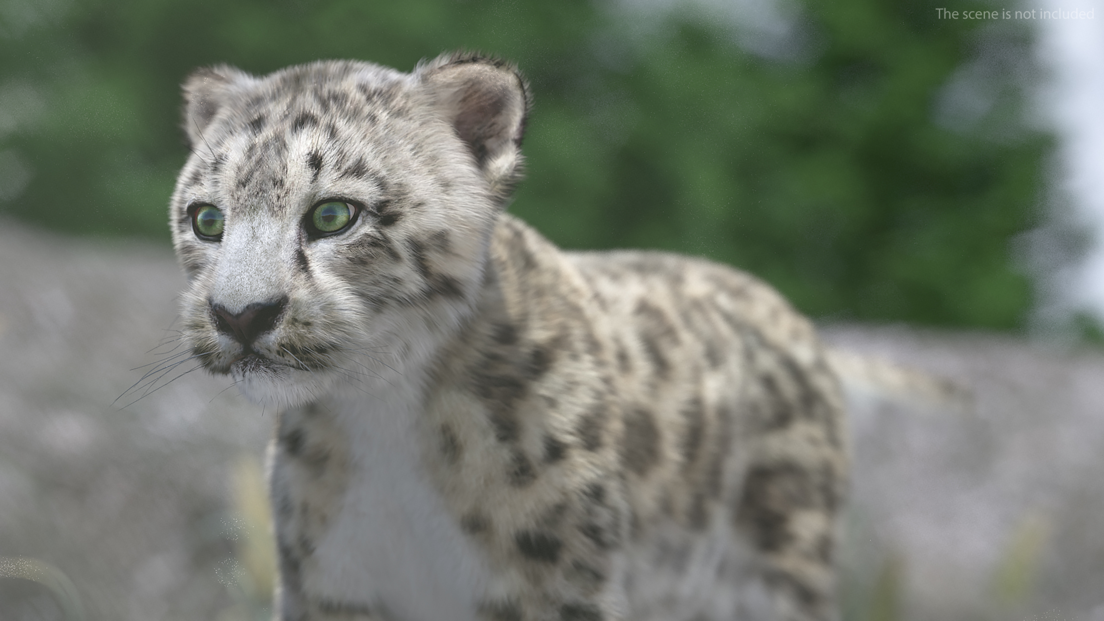 3D model Snow Leopard Cub Fur